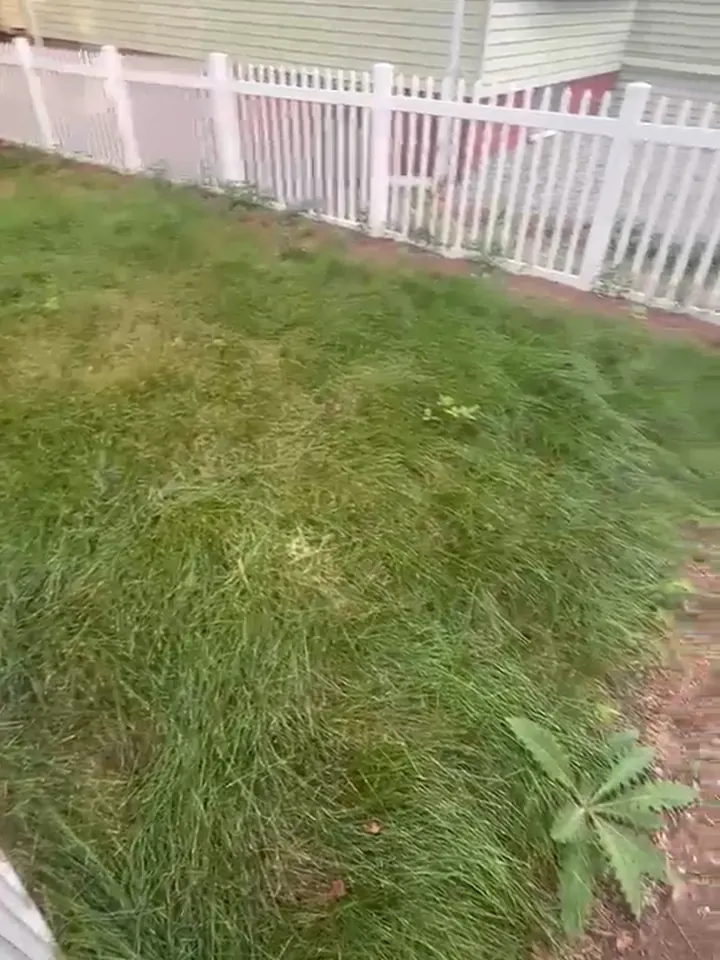 Gramado da frente com grama alta atrás de uma cerca branca